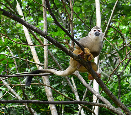 Temática Ambiental - Mambe